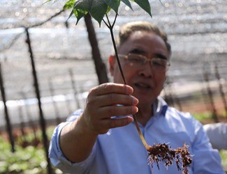 三七是做的最大、研究最好最深的中藥大品種