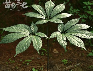 三七與土三七的區(qū)別，土三七含有毒性